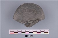 藏品(熒蛤)的圖片